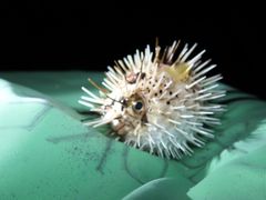 䂳̖` ꑍAEghAcA[Xւ̓eʐ^1