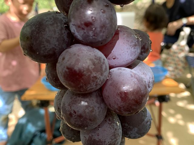 �S�U�͂��؂�ł��܂��B_�V���_��@���}�i�J�ʉ�