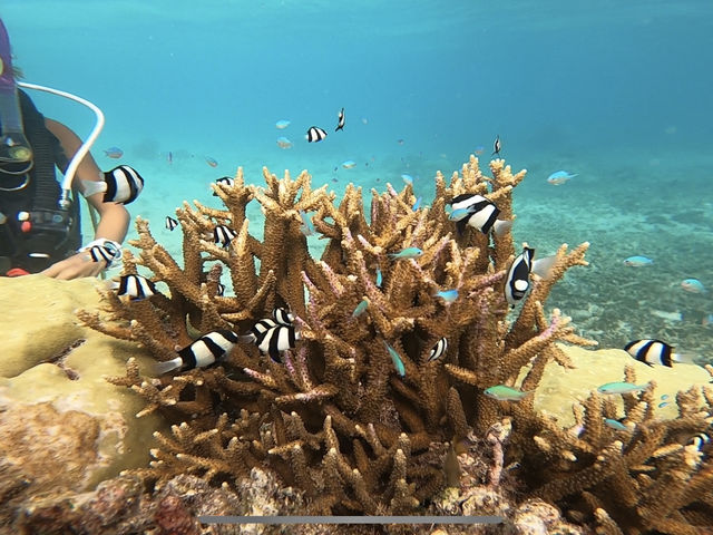 �J���t���ȋ��������R���鎖���ł��܂����I_BLUE ALOHA�{�Ó�