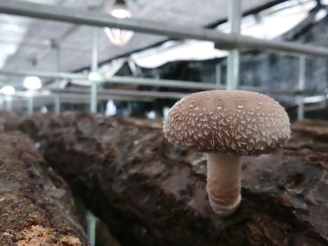 �����W���[�V�[�Ȃ��������ł��B_�I������������