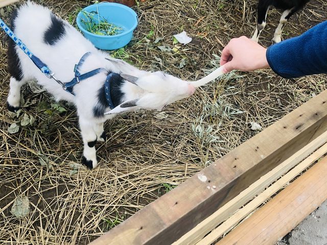 M̃y[^[BUł悤łB_ÓI[KjbNt@[