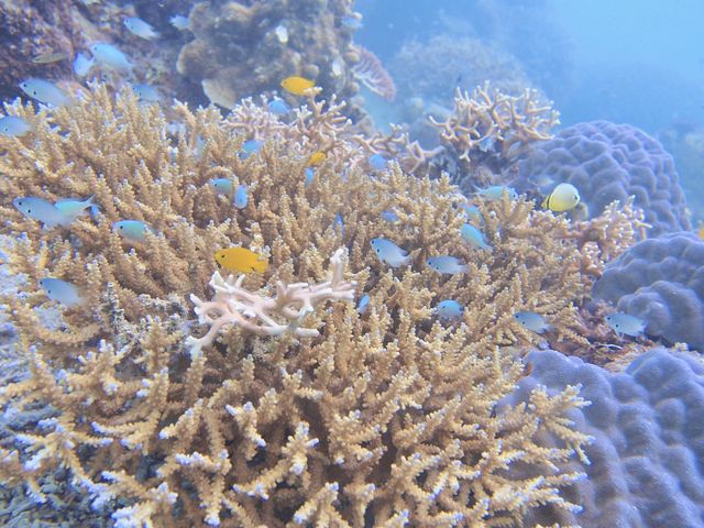 �����ł��������񐶂����̏Љ�����Ă�������܂����I_mellow's