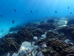 _CrOT[rX@Smiley Dive̎ʐ^1