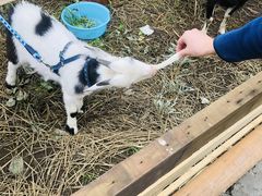 ߂񂳂̏ÓI[KjbNt@[ւ̓eʐ^2