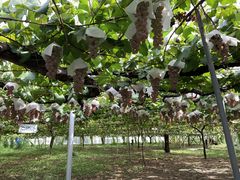 �݂����[����̂܂邢��Ԃǂ����ւ̓��e�ʐ^1