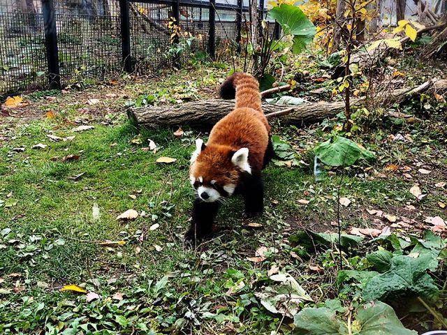 �ʂ�����݂��������Ɛ�^�̃��b�T�[�p���__�~�R������