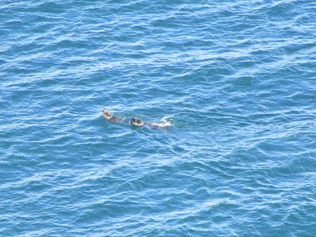 zՂޖ쐶̃bRBKCh񂪌Ă܂B_ziVigXg