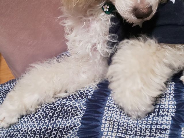 n[g̃g{ʂIŁARp̃lbNXĂ炢܂B_݃KXH[