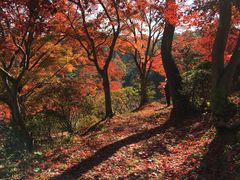 花と歴史の郷 蛇の鼻の口コミ一覧 じゃらんnet