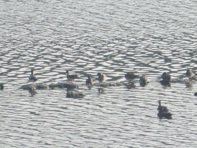 ��R�̖쒹����ʂ��j���ł��܂����B_����