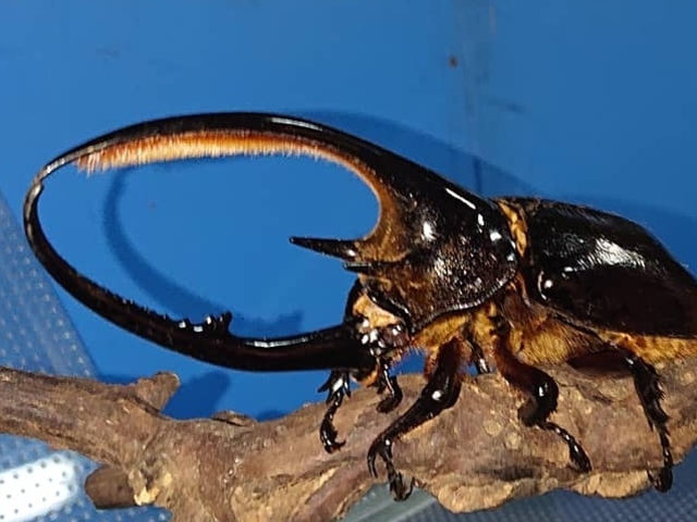 ���`��  �l�v�`���[���̖{���ƑΖ�_�r�[�g�����[���h