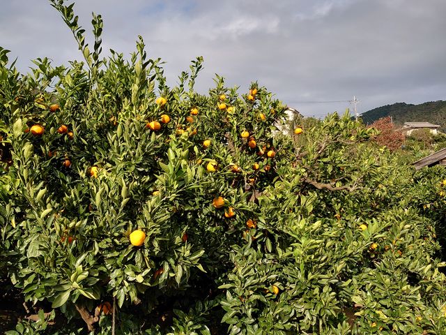 ��������悭�����������ł��B�ʐ^���ł����܂���B_�e�ԉ�