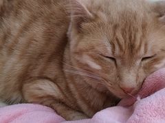 ܂낳̕یLJtFtormentaւ̓eʐ^1