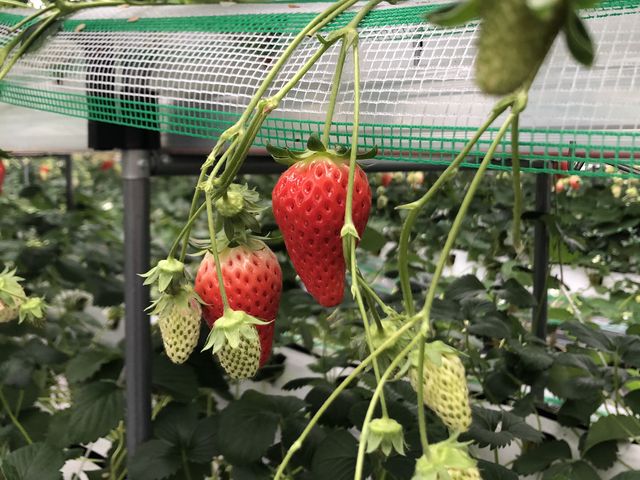 �͕P_�����o�v�_��