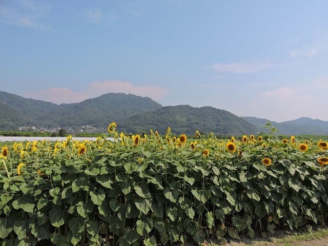 �Ђ܂�蔨_���̉w �}���x�C�t�@�[��