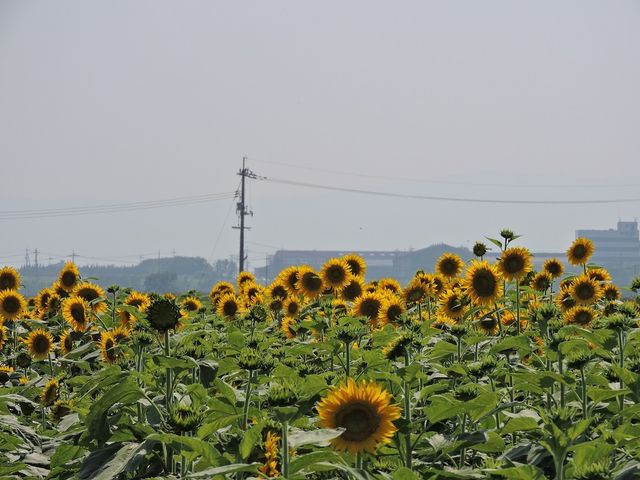 �Ђ܂�蔨_���̉w �}���x�C�t�@�[��