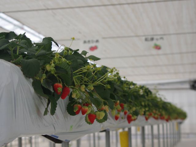 �Ԃ��đ傫���C�`�S_�J�E�x����������