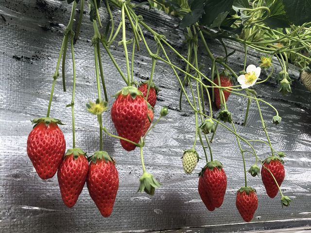 ��l�̘e���ʂ̍����ł����B
_��{��������