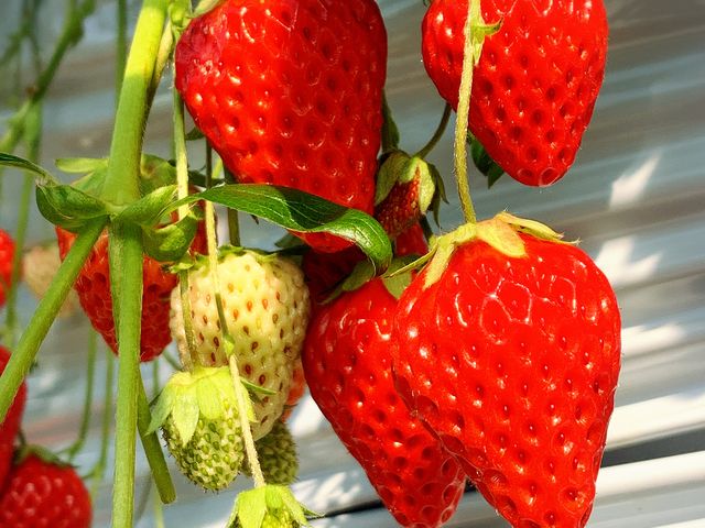 �g�ق��؁A�߂�����Â�_���c�������t�@�[��