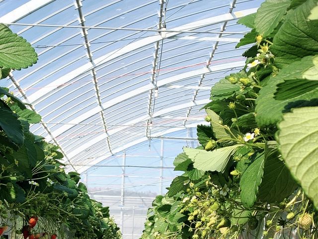 �C�`�S�������Ȃ�_���c�������t�@�[��