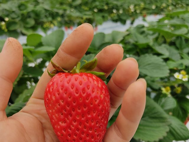 ����Ȃɗ��h�ő傫�ȃC�`�S���I_�A�O�������X�^�[�X�y�V����