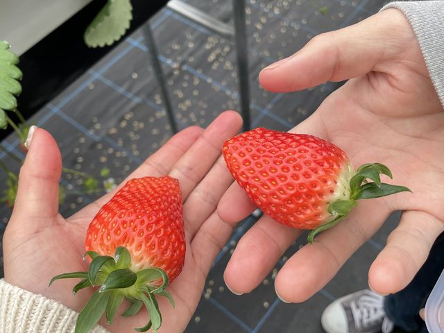 �傫�߂̂����������������ł�_��������_��