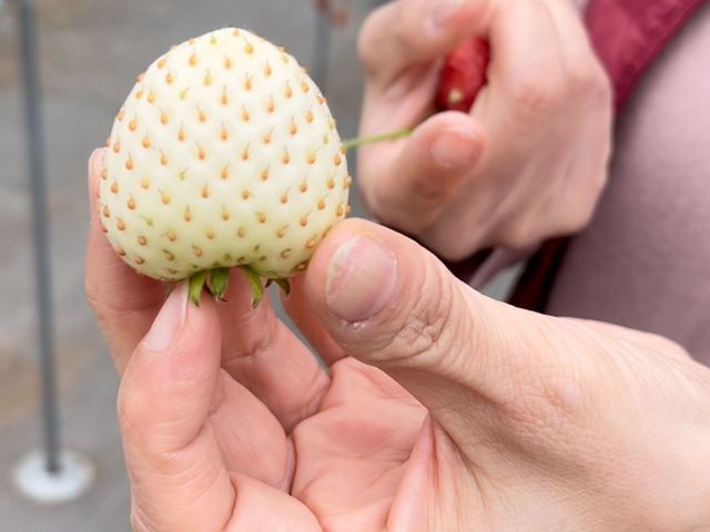 ���X�̕��������Ă��ꂽ�ƂĂ��������^�����Ȃ������I���͑��̃C�`�S�Ɠ����łƂĂ��Â������ł��B_�݂܂���������