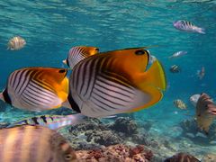 Tio`^̐̓A@Dive@ւ̓eʐ^1