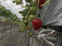 嗤joumonfarmi傤ӂ[ށjւ̓eʐ^1