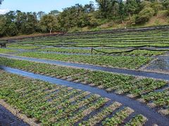 �剤�킳�є_��̎ʐ^1