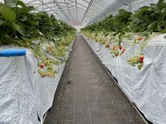 ₿񂳂ׂ̂̂ւ̓eʐ^1