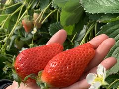 �܂��[����̃T�N�U�_���ւ̓��e�ʐ^1