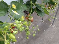 낤joumonfarmi傤ӂ[ށjւ̓eʐ^1