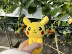 䂿񂳂̊ό_Ct@[ւ̓eʐ^1