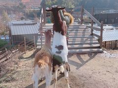 Strawberry Farm No.15 ithe Farm UNIVERSAL jւ̓eʐ^3