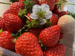 ꂱɂ񂱂̈{όgւ̓eʐ^1