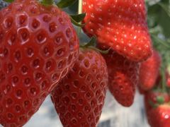 nb`̘p݃x[t@[ւ̓eʐ^1