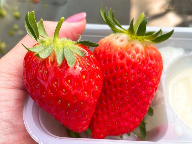 �傫���ĊÂ��_���R��������