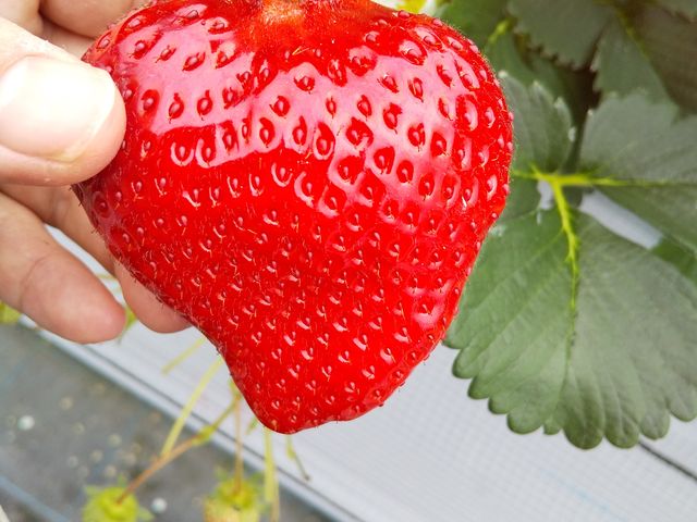 ǂƂ܂Ńg}głi΁j_}Gt@[