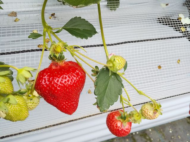 �Y���䕂��������񂠂�܂���_�}�G�����t�@�[��