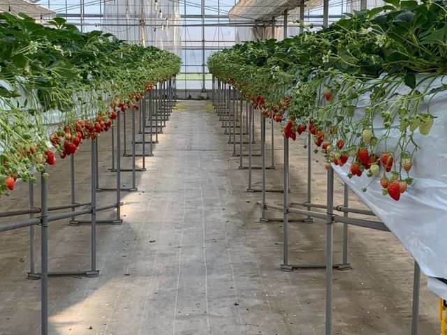 ����Ȋ����Ŏ�O�̕����犮�n������܂�_��������������