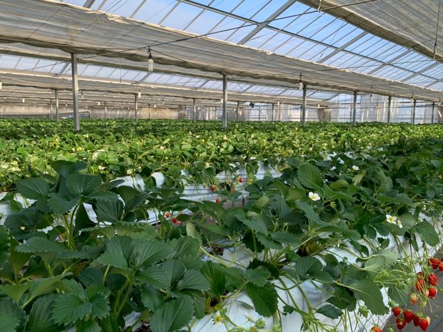 �S�̂̔����ȉ��̎ʐ^�ł����ق�ƂɍL��_��������������