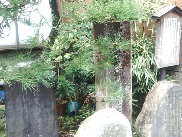 ~nɌjܘY񂪂ΕW܂B_悵ނ