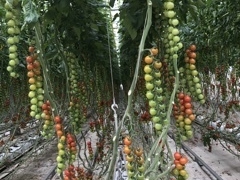 ͂Ȃ񂳂̊Ё@og}g_ւ̓eʐ^1