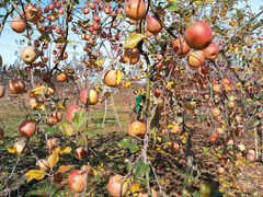 ҂܂邳̍R񂲋@Ȃ뉀ւ̓eʐ^1