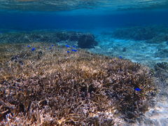 ۂNature Guide Double Rainbow lC`[KCh@_uC{[ւ̓eʐ^1