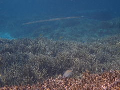 ۂNature Guide Double Rainbow lC`[KCh@_uC{[ւ̓eʐ^3