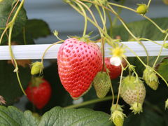 ܂肳̐V񂾔_ȉւ̓eʐ^2