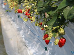 ܂肳̐V񂾔_ȉւ̓eʐ^3