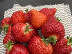 �Ȃ��Ȃ�����̑�J�t�@�[���ւ̓��e�ʐ^1